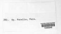 Heterosphaeria patella image
